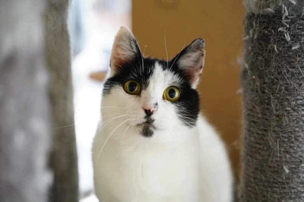 Harriet, female Mixed Breed for adoption at MTÜ Tartu Kassikaitse, Tartu