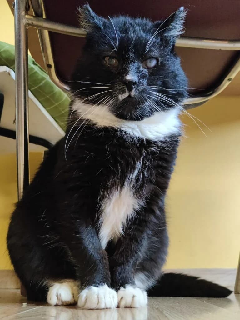 Vurr, Mixed Breed (MTÜ Tartu Kassikaitse)