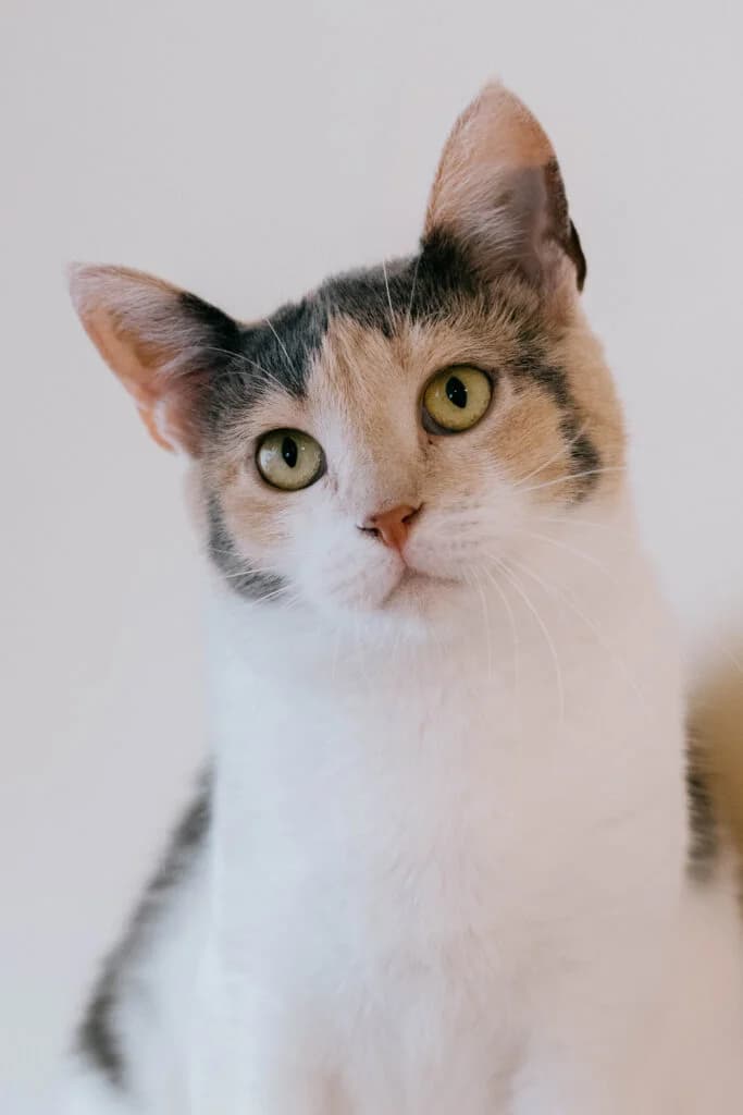 Mai, female 4yo Mixed Breed for adoption at MTÜ Tartu Kassikaitse, Tartu