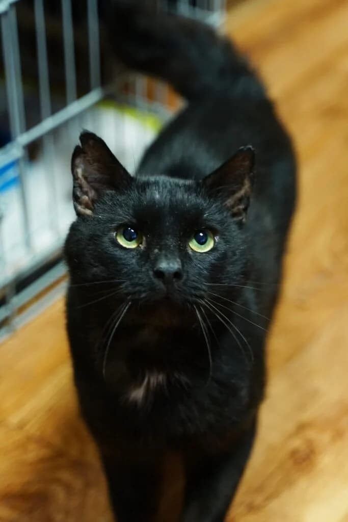 Blacky, male Mixed Breed for adoption at MTÜ Tartu Kassikaitse, Tartu