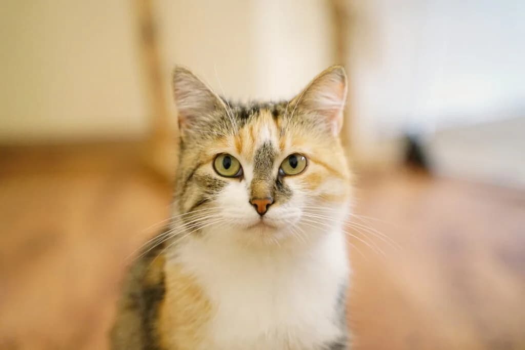 Makadaamia, female Mixed Breed for adoption at MTÜ Tartu Kassikaitse, Tartu