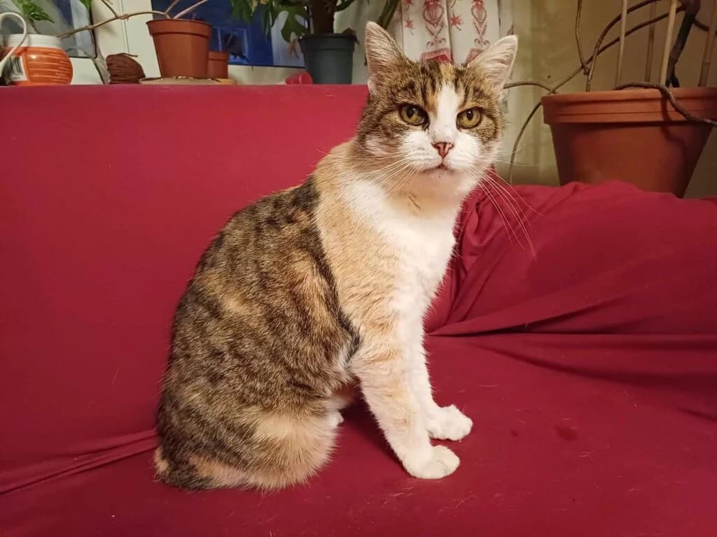 Kassandra, female Mixed Breed for adoption at MTÜ Tartu Kassikaitse, Tartu