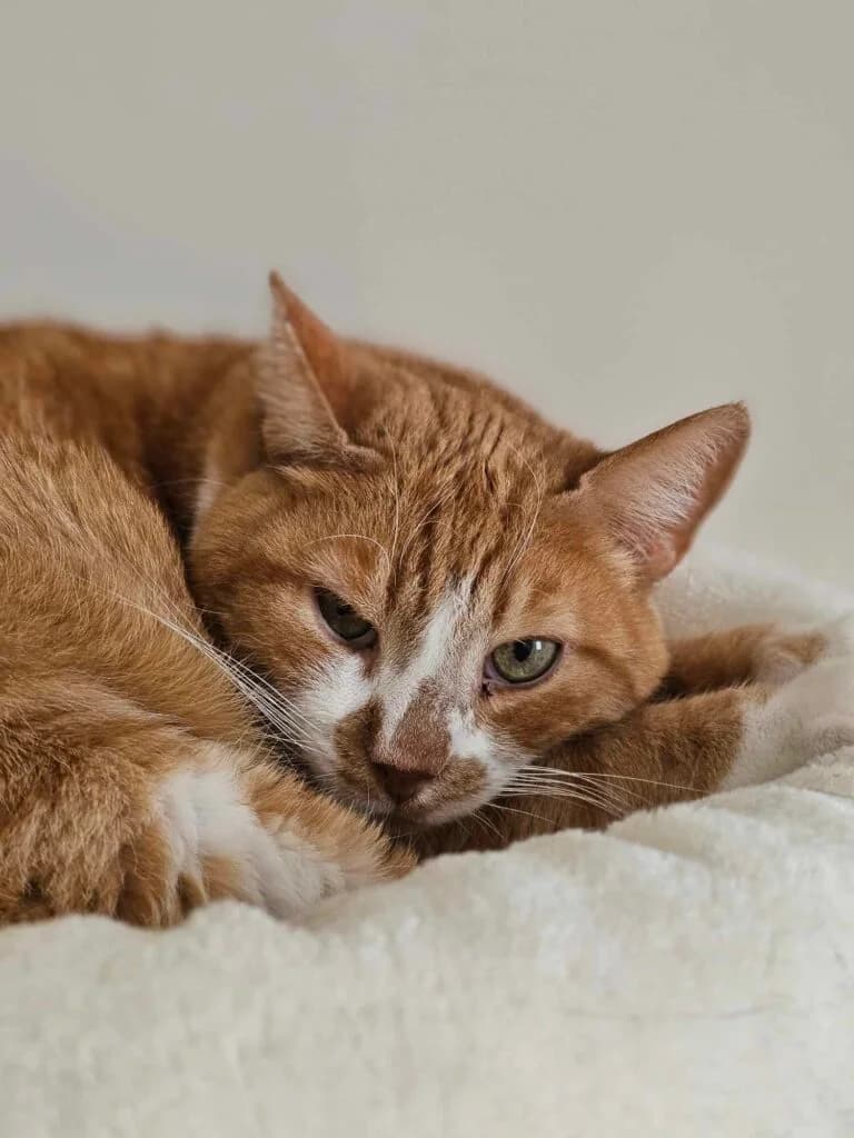 Paksu, male Mixed Breed for adoption at MTÜ Tartu Kassikaitse, Tartu