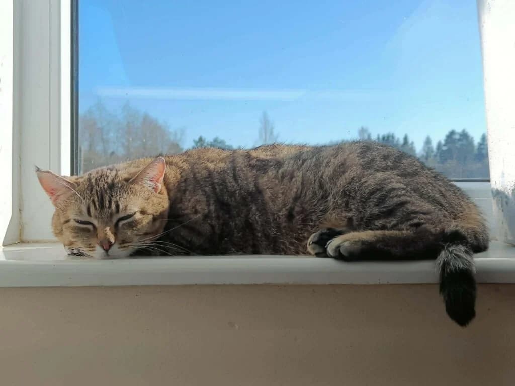 Ariadne, female Mixed Breed for adoption at MTÜ Tartu Kassikaitse, Tartu