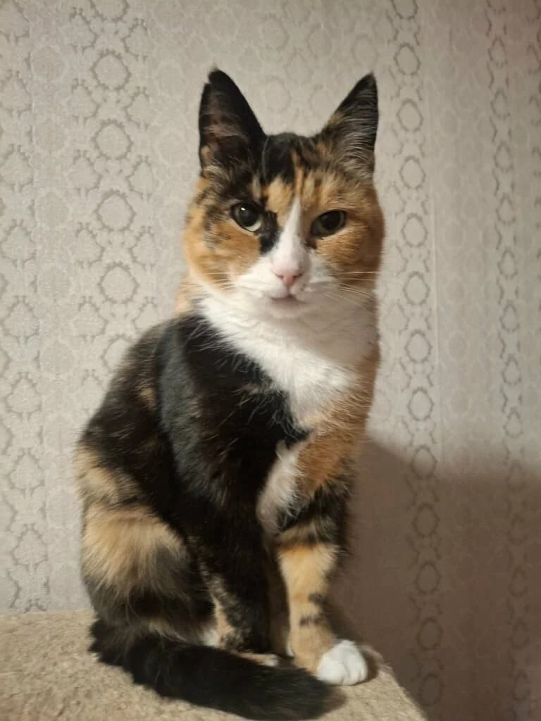 Ninkasi, female Mixed Breed for adoption at MTÜ Tartu Kassikaitse, Tartu