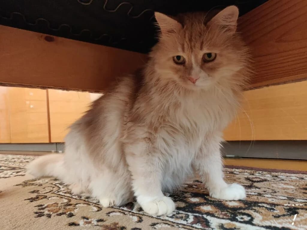 Tommi, male Mixed Breed for adoption at MTÜ Tartu Kassikaitse, Tartu