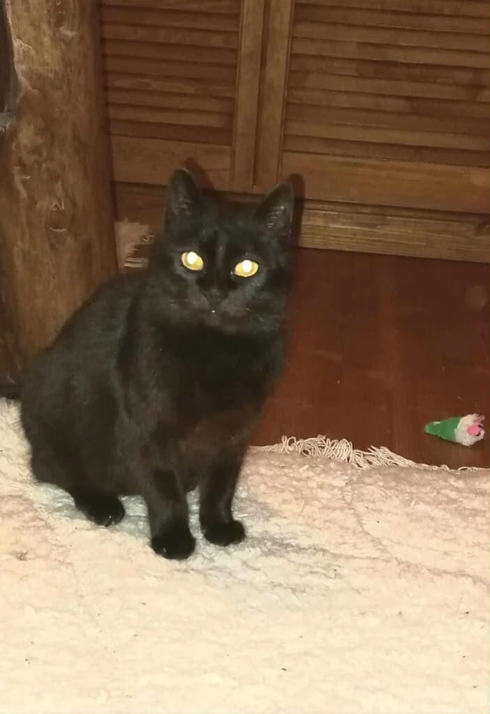 Birx, female Mixed Breed for adoption at MTÜ Tartu Kassikaitse, Tartu