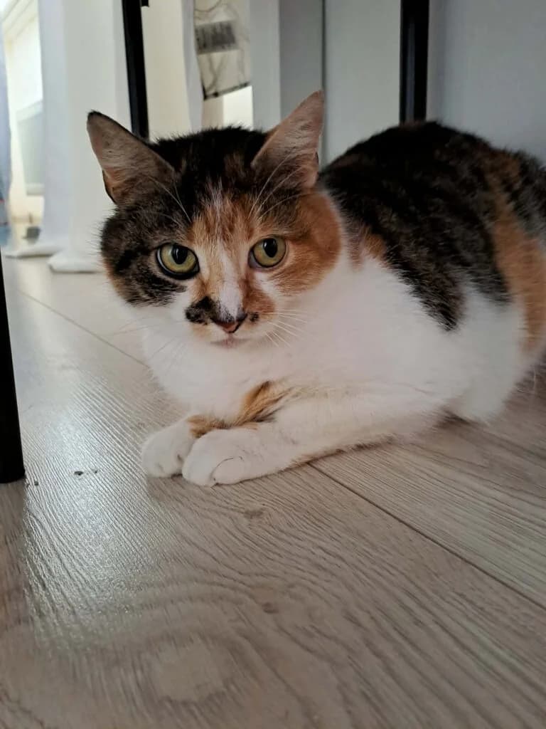 Safiir, female Mixed Breed for adoption at MTÜ Tartu Kassikaitse, Tartu