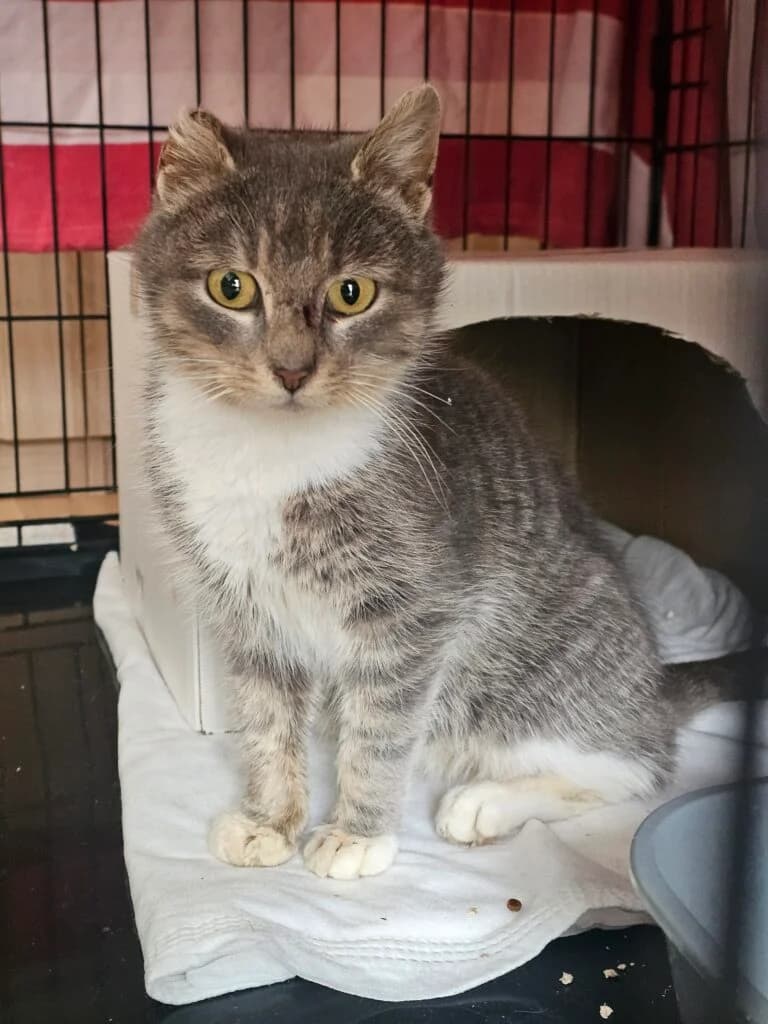 Abby, female Mixed Breed for adoption at MTÜ Tartu Kassikaitse, Tartu