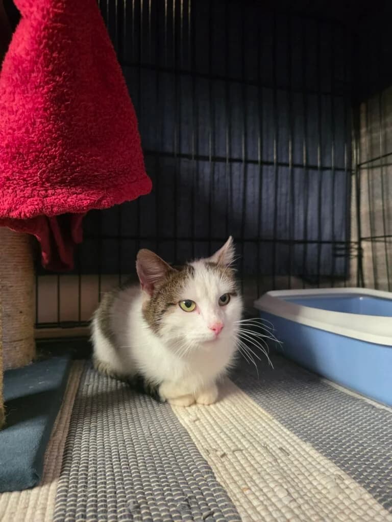 Bambi, female Mixed Breed for adoption at MTÜ Tartu Kassikaitse, Tartu