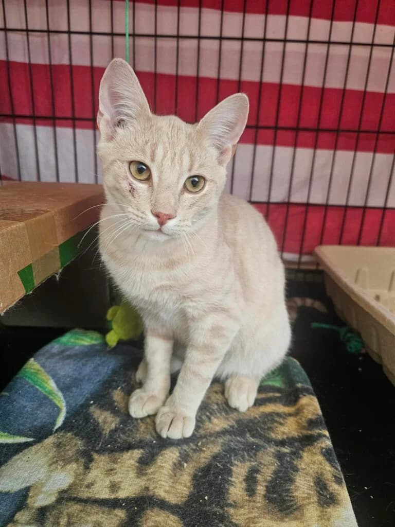 Maru, male Mixed Breed for adoption at MTÜ Tartu Kassikaitse, Tartu