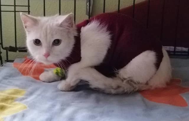 Lumivalgeke, female Mixed Breed for adoption at MTÜ Tartu Kassikaitse, Tartu