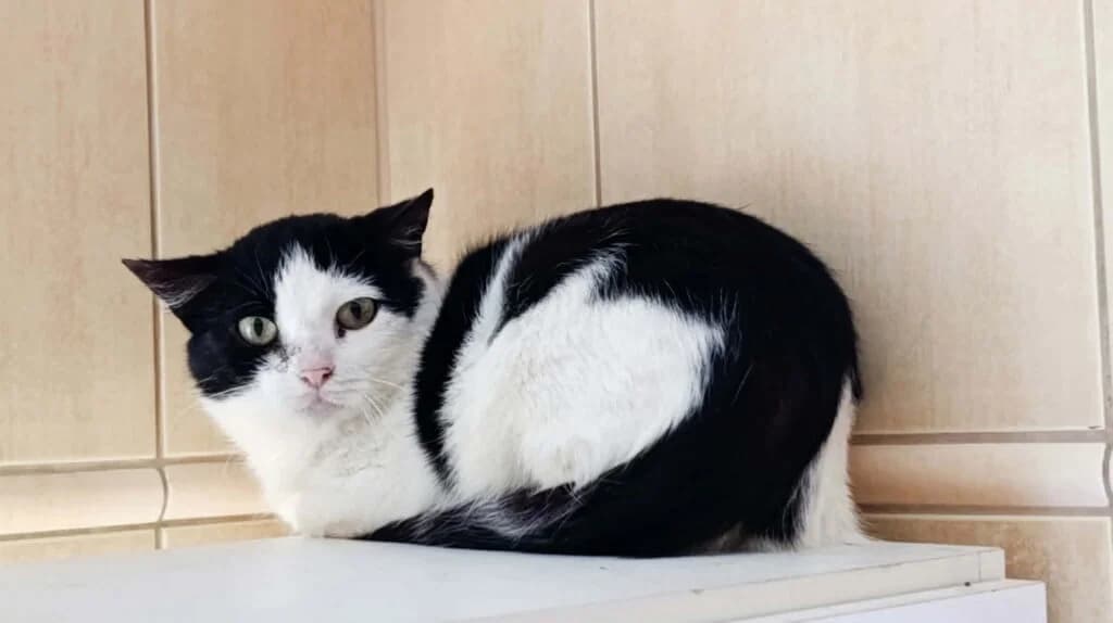 Mirri, Mixed Breed (MTÜ Tartu Kassikaitse)