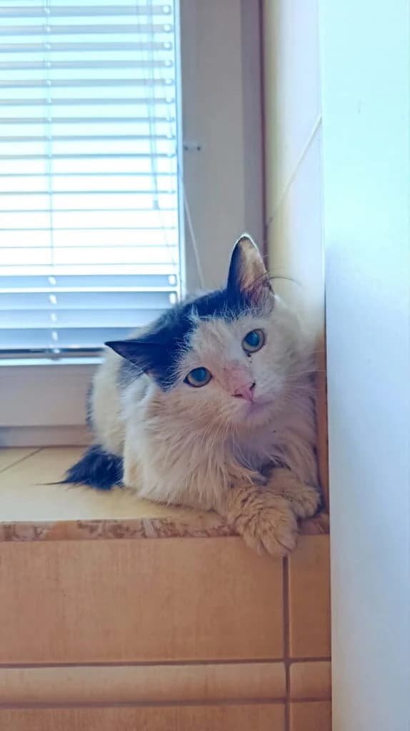 Mustu, Mixed Breed (MTÜ Tartu Kassikaitse)