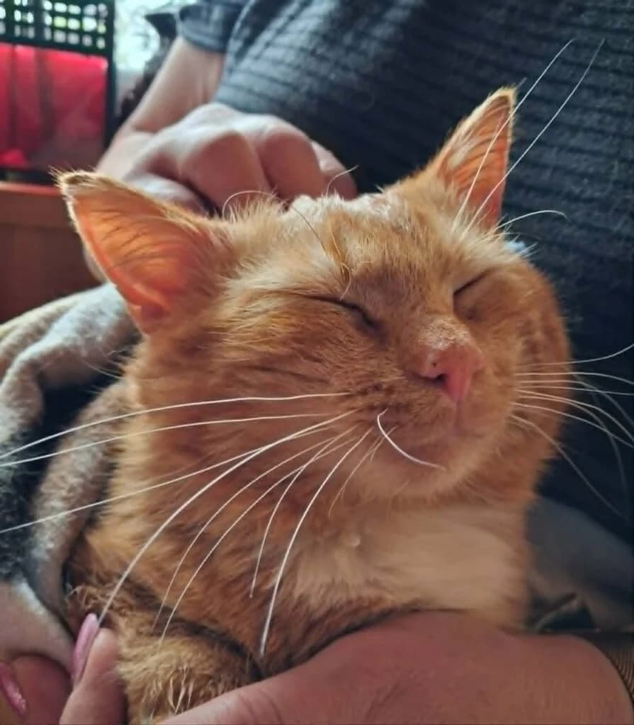 Raido, Mixed Breed (MTÜ Tartu Kassikaitse)