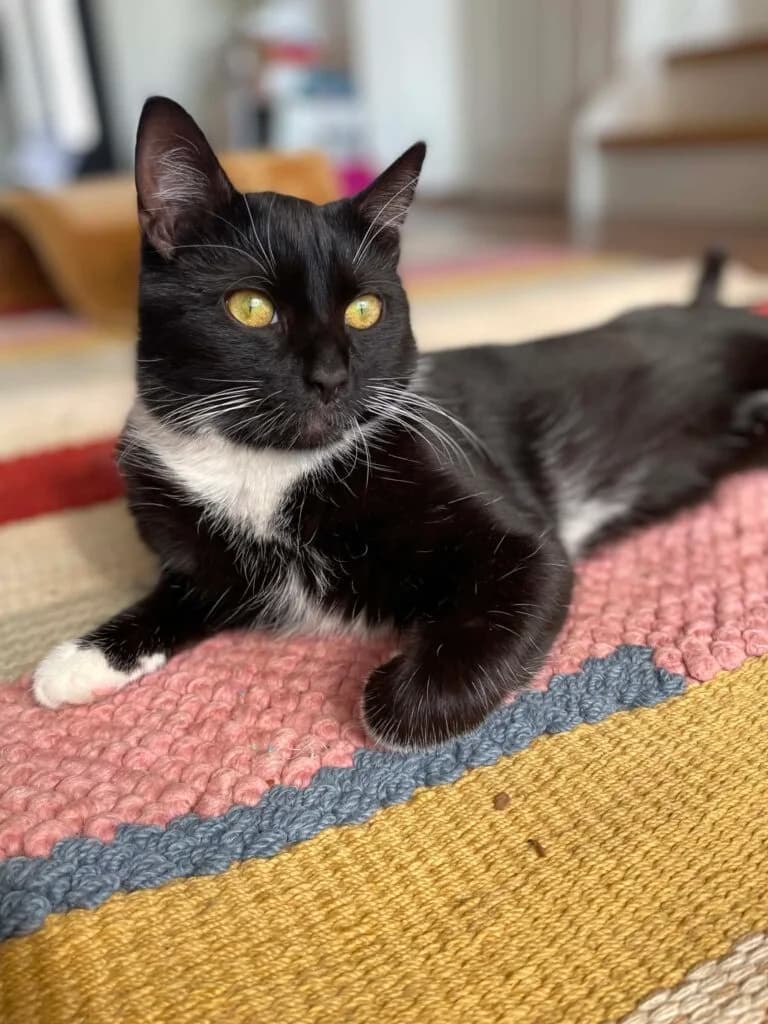 Pontus, Mixed Breed (MTÜ Tartu Kassikaitse)