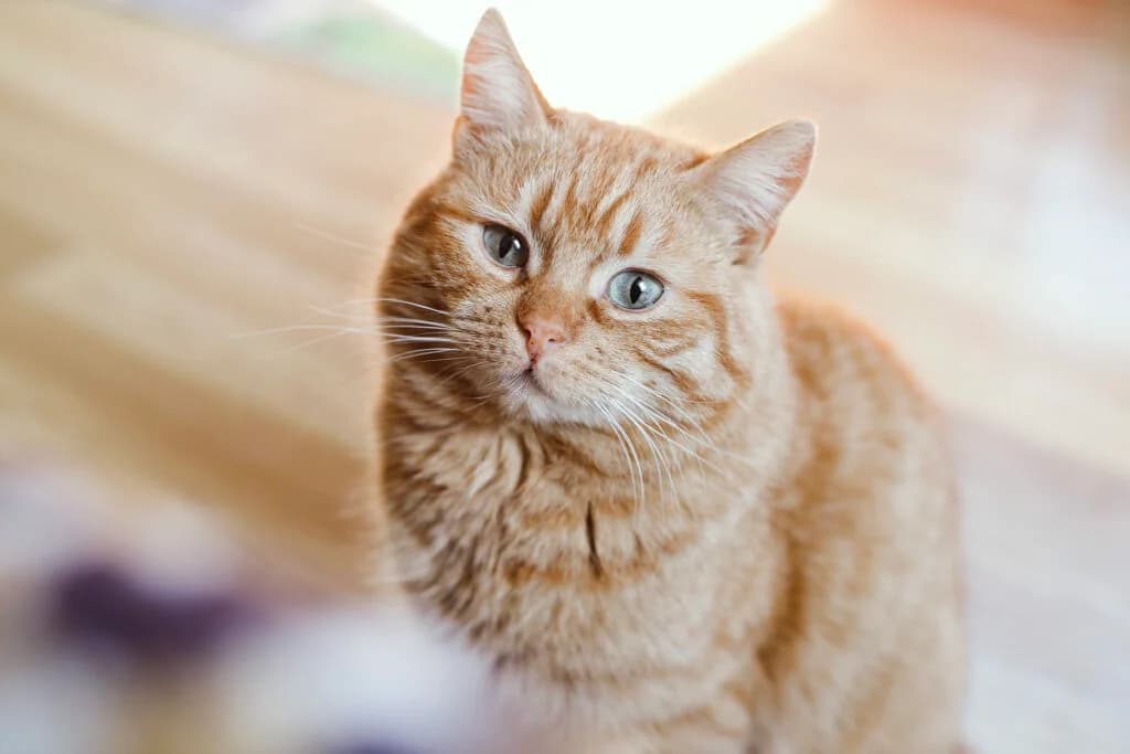 Priit, male Mixed Breed for adoption at MTÜ Tartu Kassikaitse, Tartu