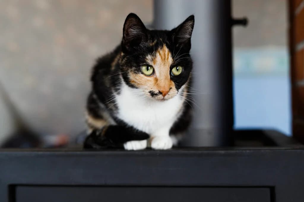 Retter, female Mixed Breed for adoption at MTÜ Tartu Kassikaitse, Tartu