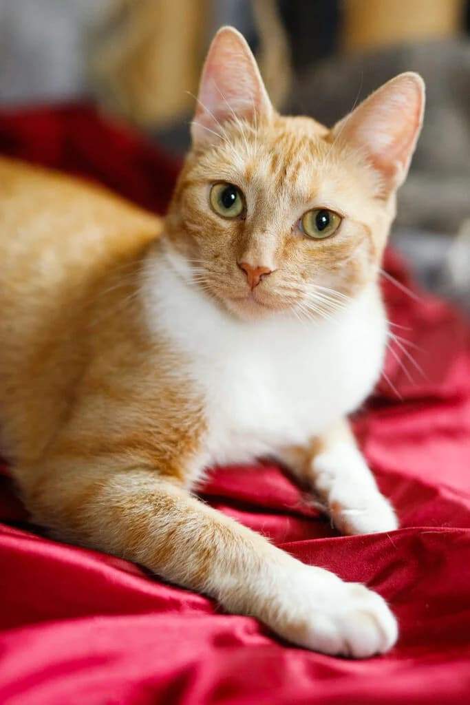Timm, male Mixed Breed for adoption at MTÜ Tartu Kassikaitse, Tartu