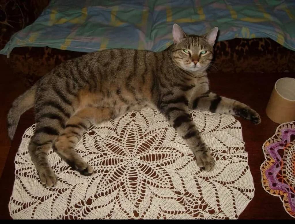Joosu, male Mixed Breed for adoption at MTÜ Tartu Kassikaitse, Tartu