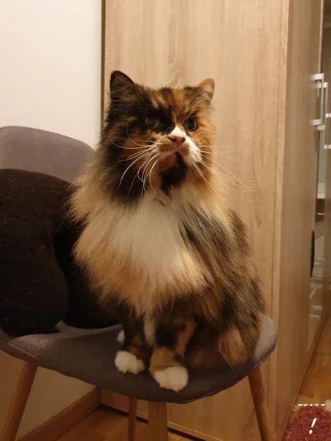 Proua Vunts, female Mixed Breed for adoption at MTÜ Tartu Kassikaitse, Tartu
