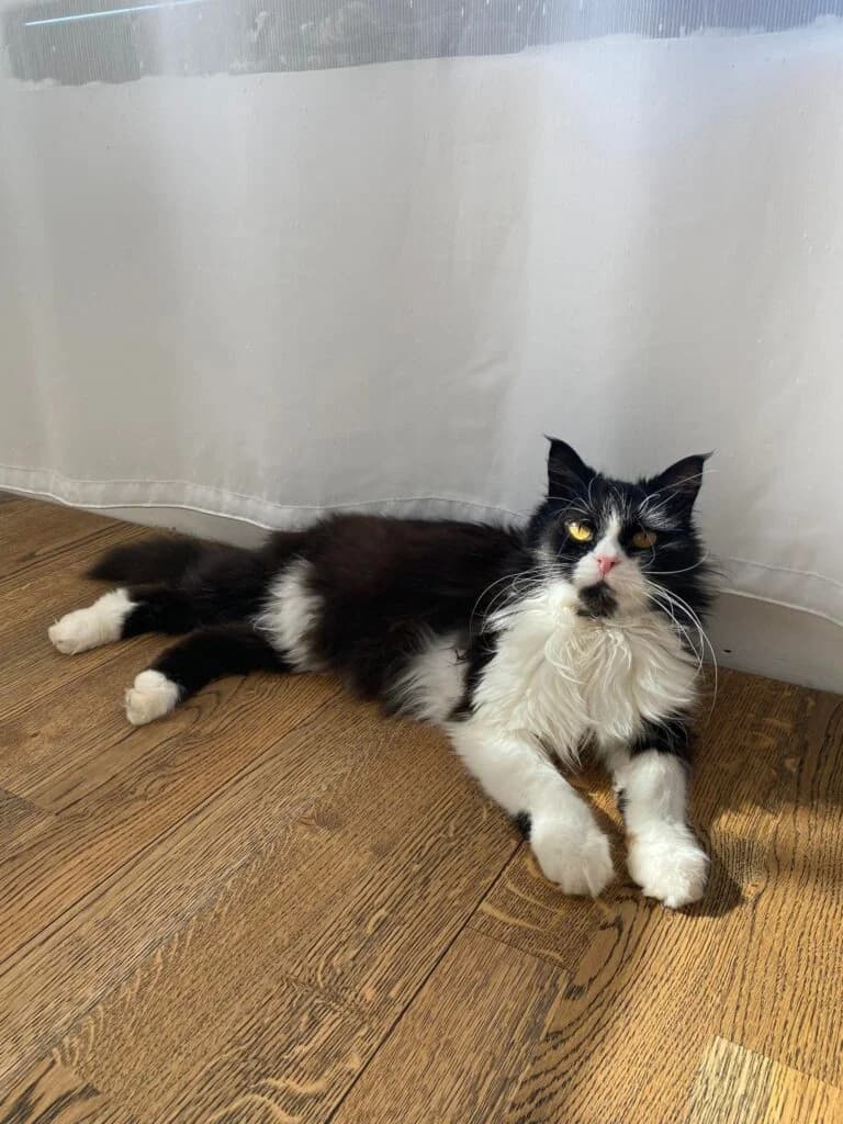 Miki, male 5yo Mixed Breed for adoption at MTÜ Tartu Kassikaitse, Tartu