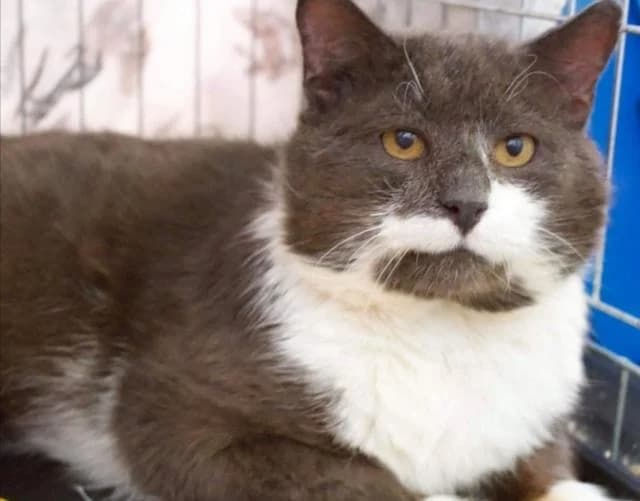 Filipp, male Mixed Breed for adoption at MTÜ Tartu Kassikaitse, Tartu
