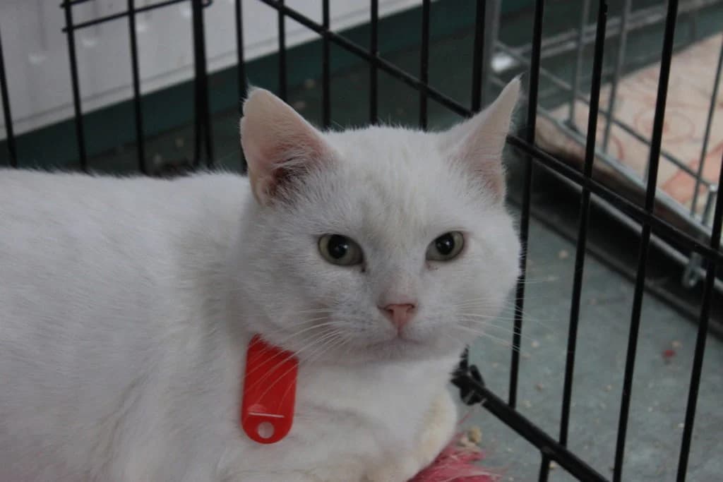 Sulev, male Mixed Breed for adoption at MTÜ Tartu Kassikaitse, Tartu