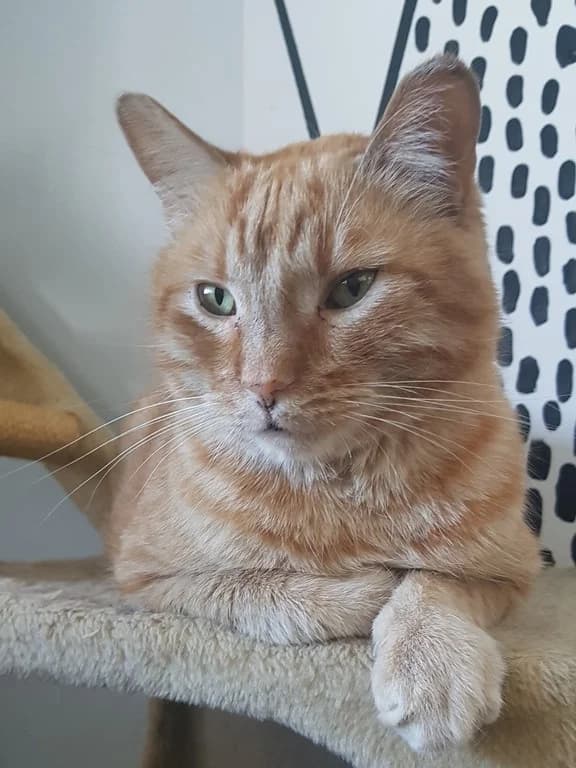 Cheddar, male Mixed Breed for adoption at MTÜ Tartu Kassikaitse, Tartu