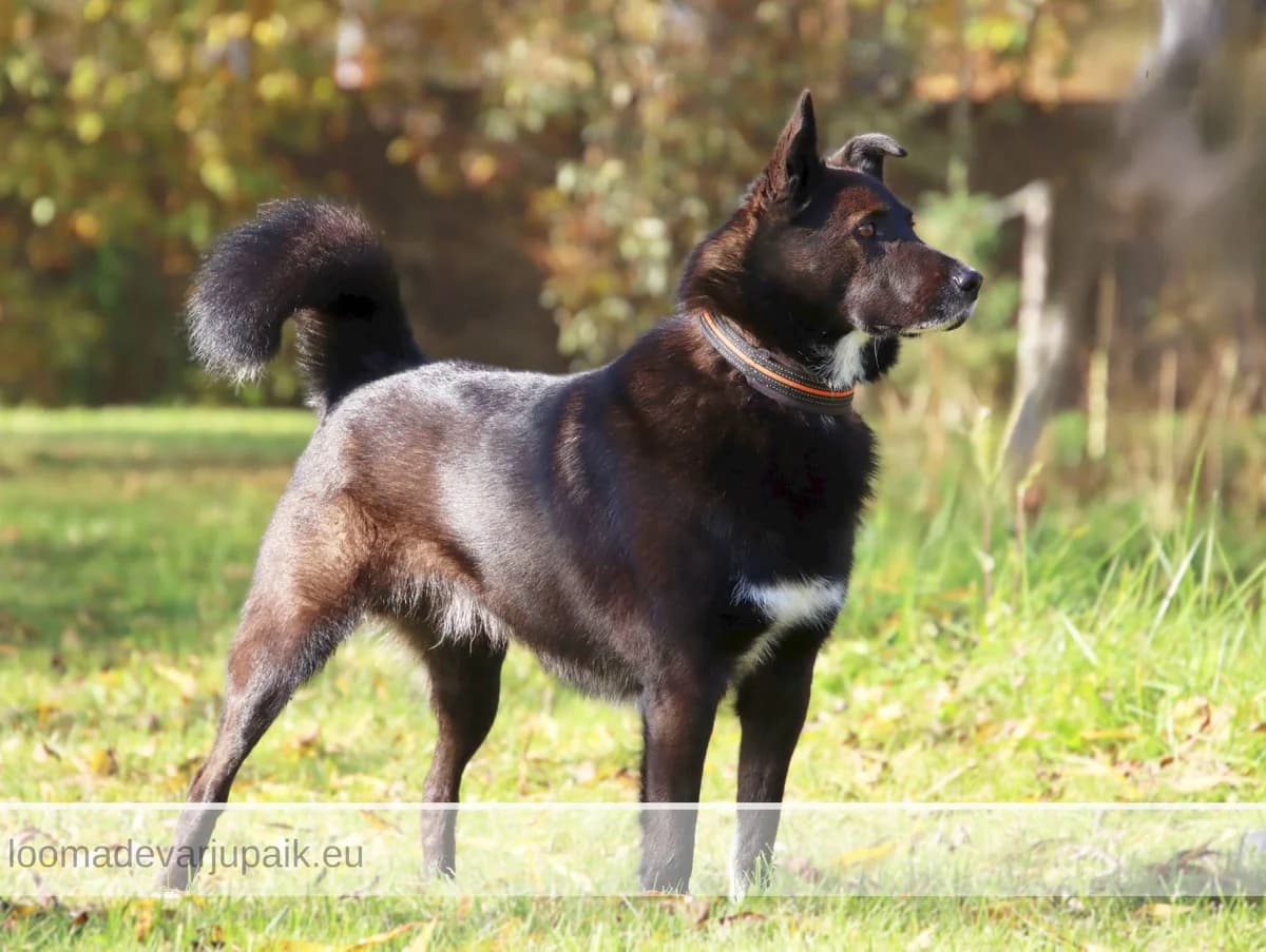 PENNU, male mixed breed for adoption at Tartu Varjupaik
