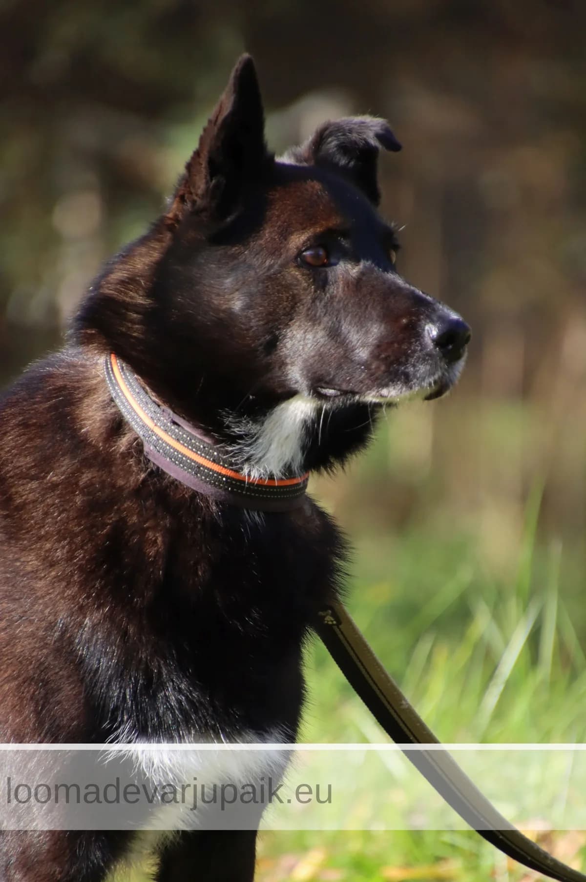 PENNU, male mixed breed for adoption at Tartu Koduta Loomade Varjupaik, Tartu Varjupaik photo 2