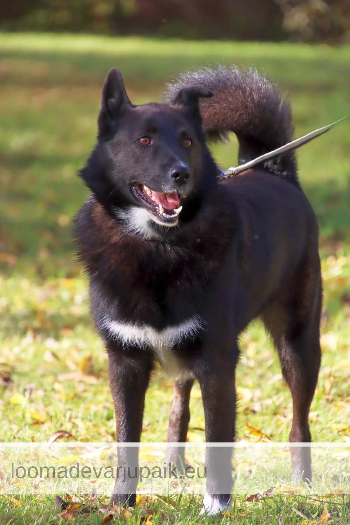 PENNU, male mixed breed for adoption at Tartu Koduta Loomade Varjupaik, Tartu Varjupaik photo 3