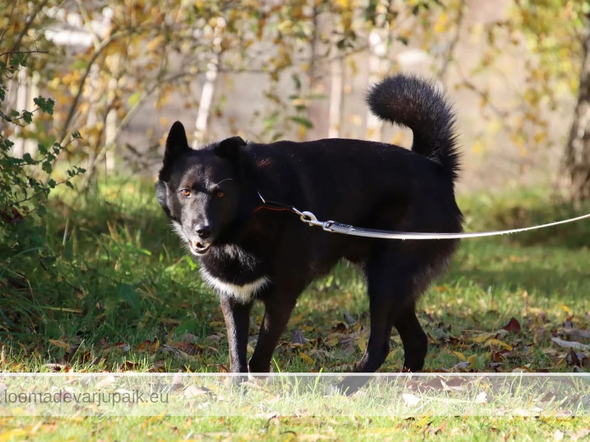 PENNU, male mixed breed for adoption at Tartu Koduta Loomade Varjupaik, Tartu Varjupaik photo 4