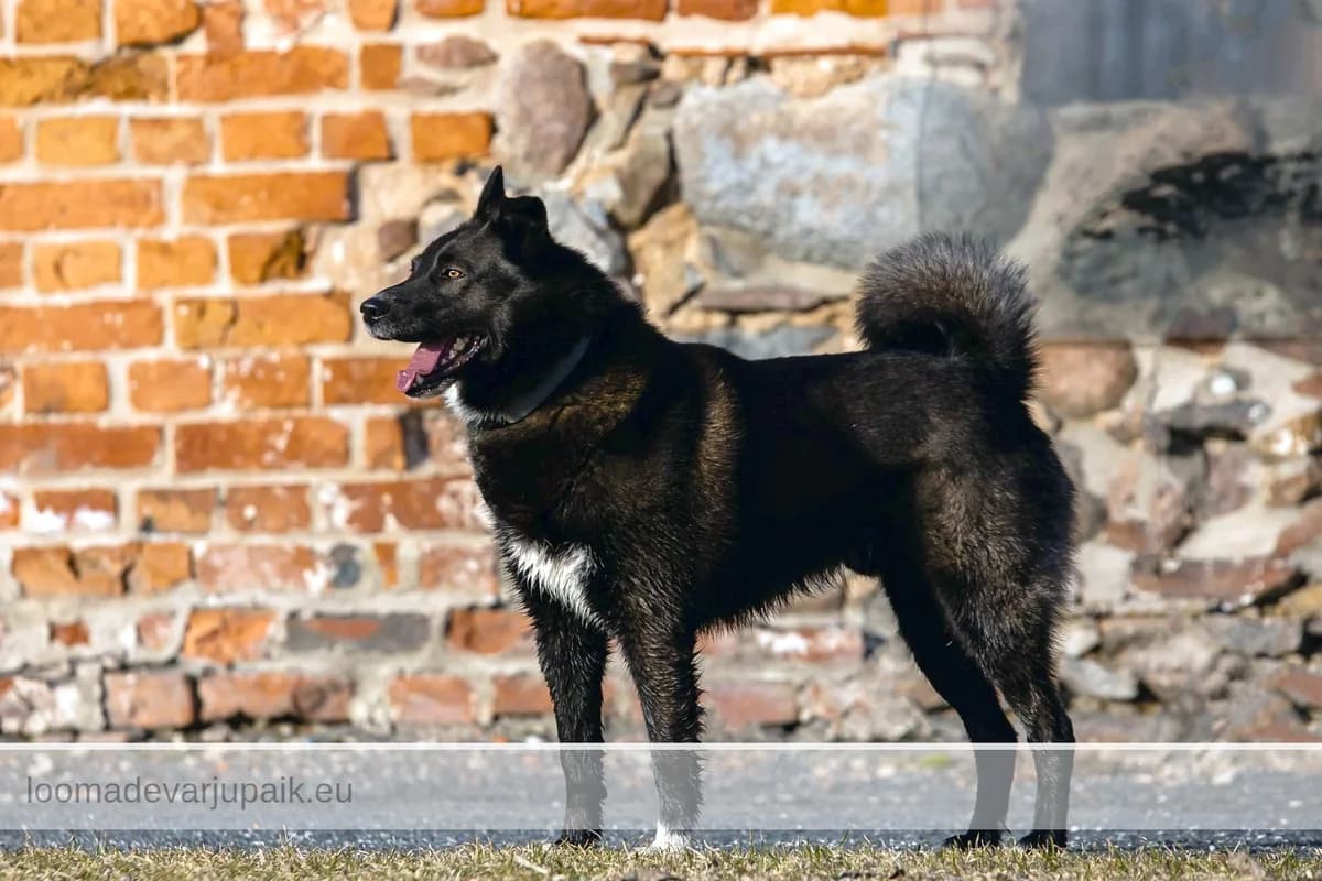 PENNU, male mixed breed for adoption at Tartu Koduta Loomade Varjupaik, Tartu Varjupaik photo 6