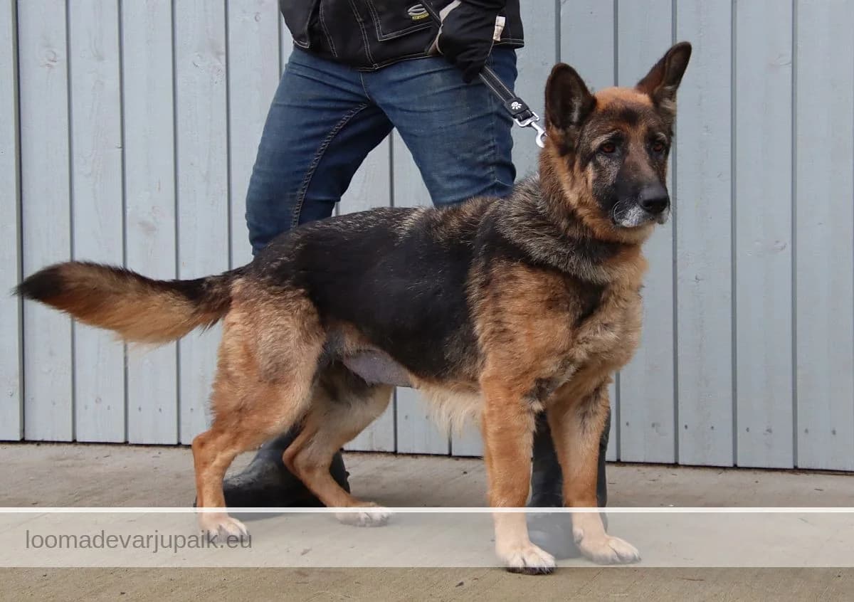 KAARI, female mixed breed for adoption at Tartu Varjupaik