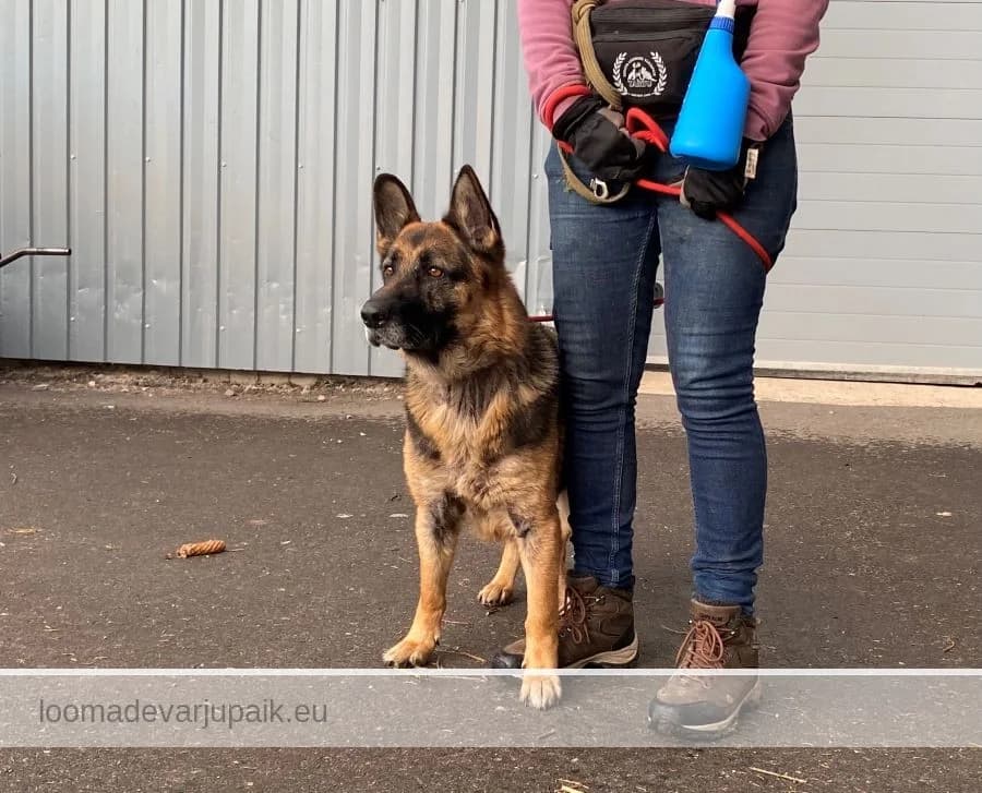 KAARI, female mixed breed for adoption at Tartu Koduta Loomade Varjupaik, Tartu Varjupaik photo 2