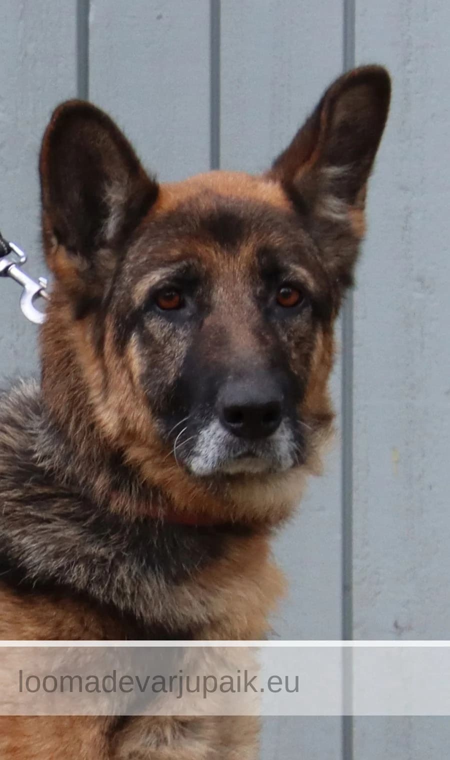 KAARI, female mixed breed for adoption at Tartu Koduta Loomade Varjupaik, Tartu Varjupaik photo 3
