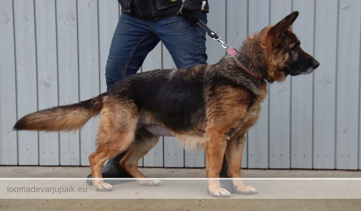 KAARI, female mixed breed for adoption at Tartu Koduta Loomade Varjupaik, Tartu Varjupaik photo 4