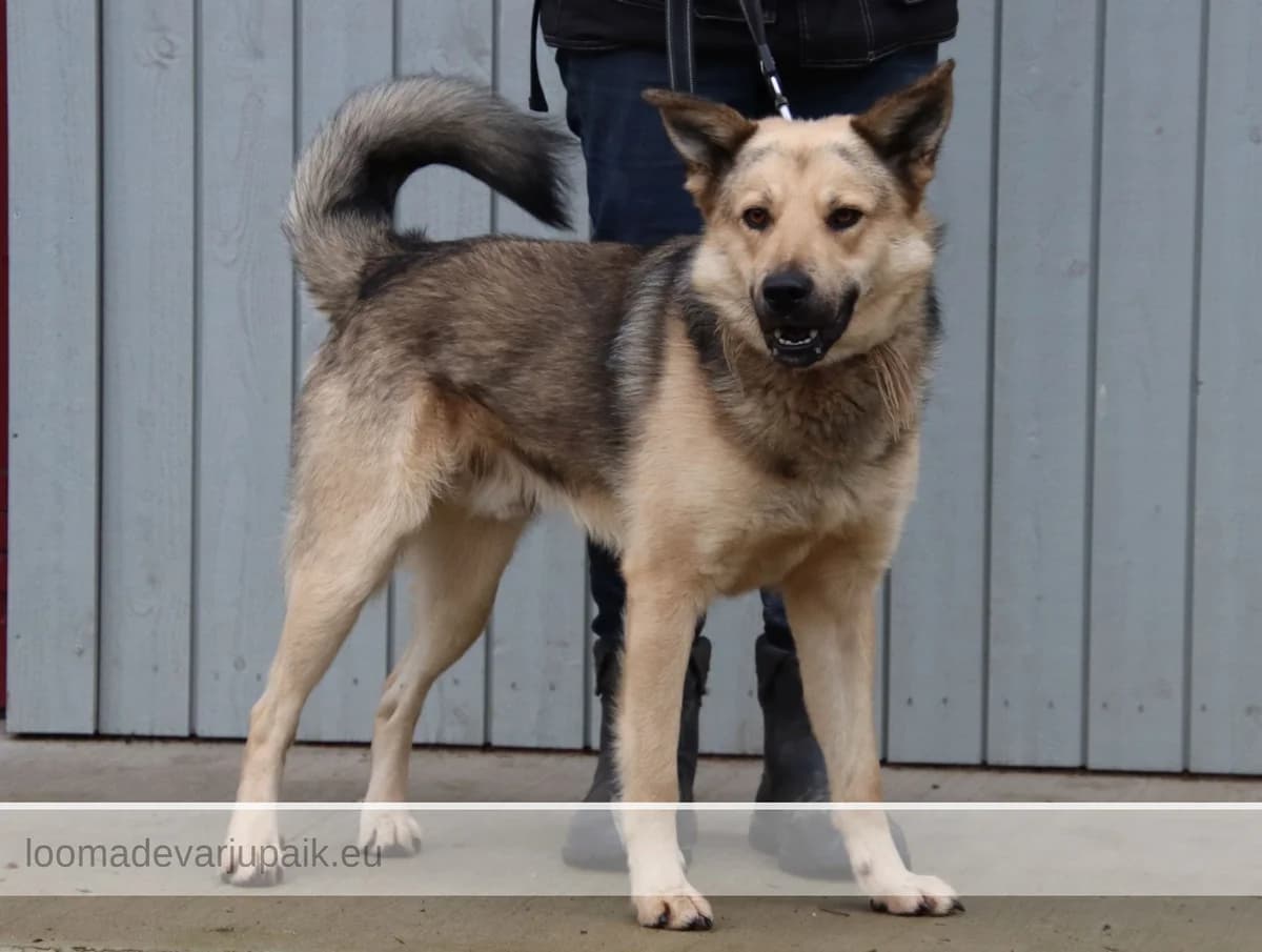 DEX, male mixed breed for adoption at Tartu Varjupaik