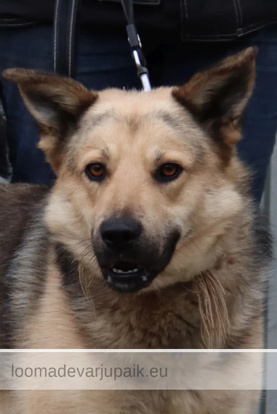 DEX, male mixed breed for adoption at Tartu Koduta Loomade Varjupaik, Tartu Varjupaik photo 2