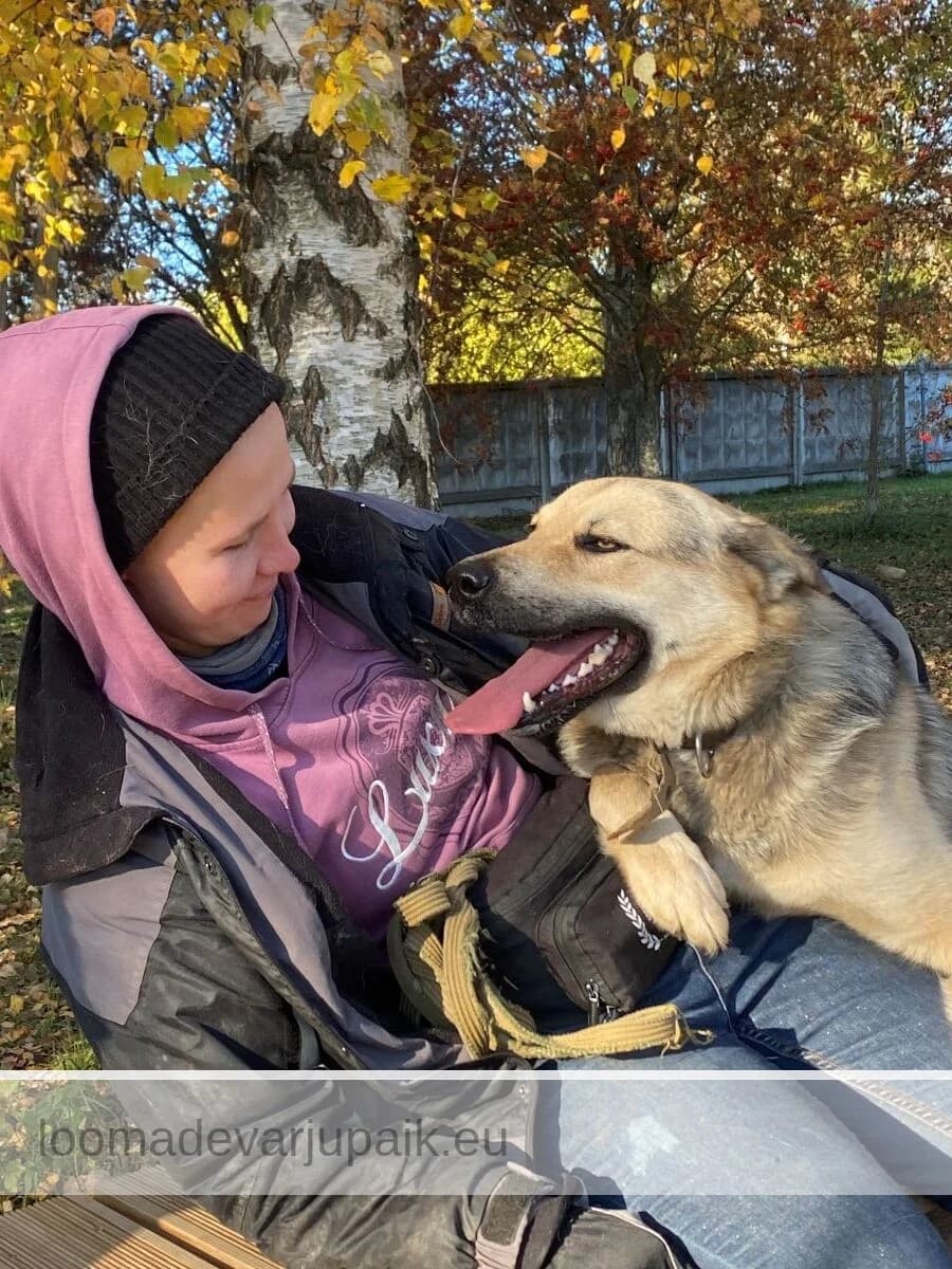 DEX, male mixed breed for adoption at Tartu Koduta Loomade Varjupaik, Tartu Varjupaik photo 3