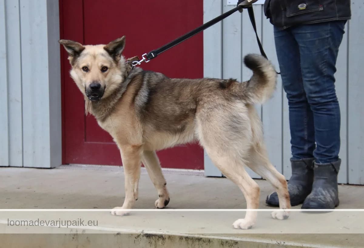 DEX, male mixed breed for adoption at Tartu Koduta Loomade Varjupaik, Tartu Varjupaik photo 4