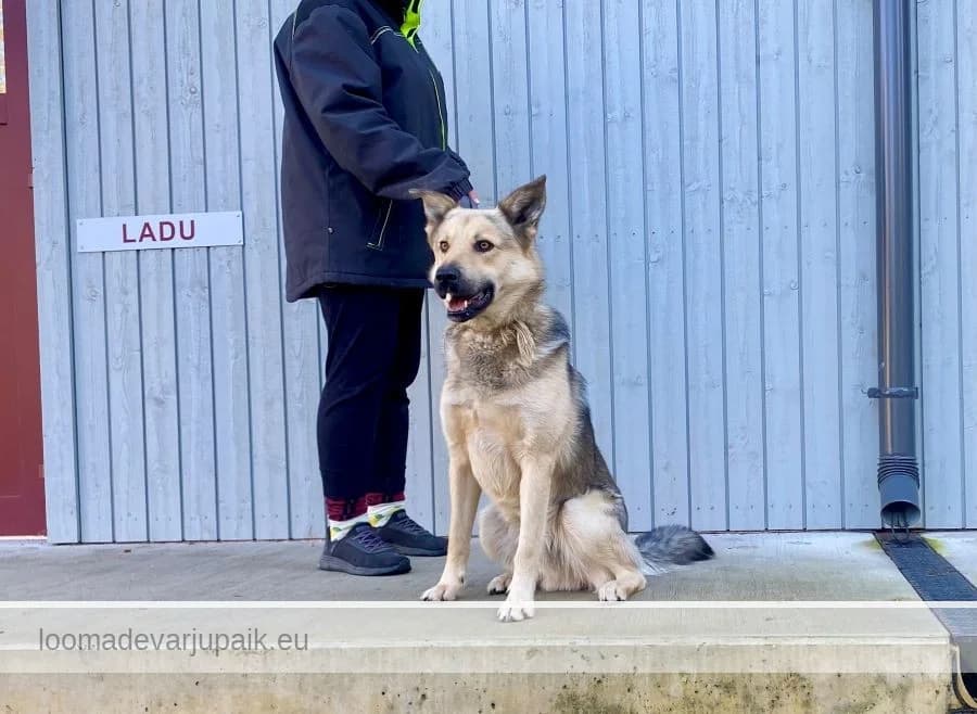 DEX, male mixed breed for adoption at Tartu Koduta Loomade Varjupaik, Tartu Varjupaik photo 5