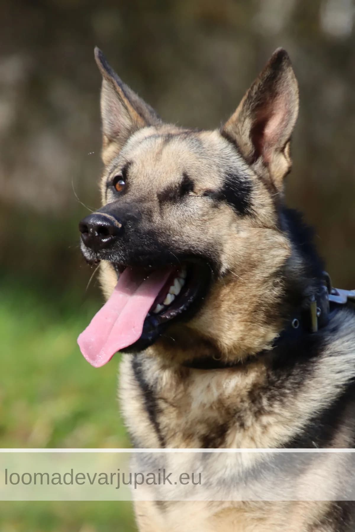 TUKI, male mixed breed for adoption at Tartu Koduta Loomade Varjupaik, Tartu Varjupaik photo 2