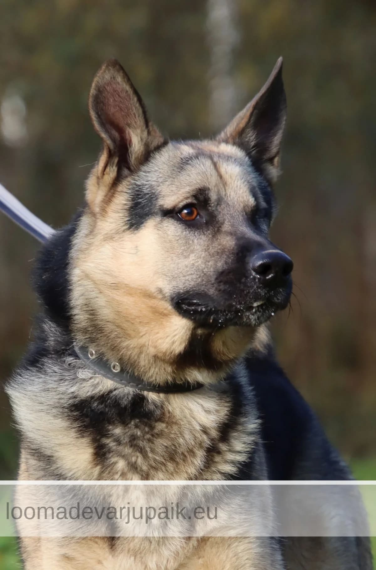 TUKI, male mixed breed for adoption at Tartu Koduta Loomade Varjupaik, Tartu Varjupaik photo 3