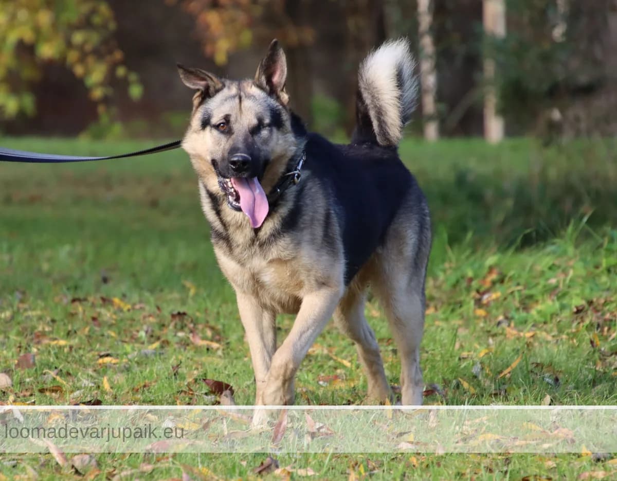 TUKI, male mixed breed for adoption at Tartu Koduta Loomade Varjupaik, Tartu Varjupaik photo 4