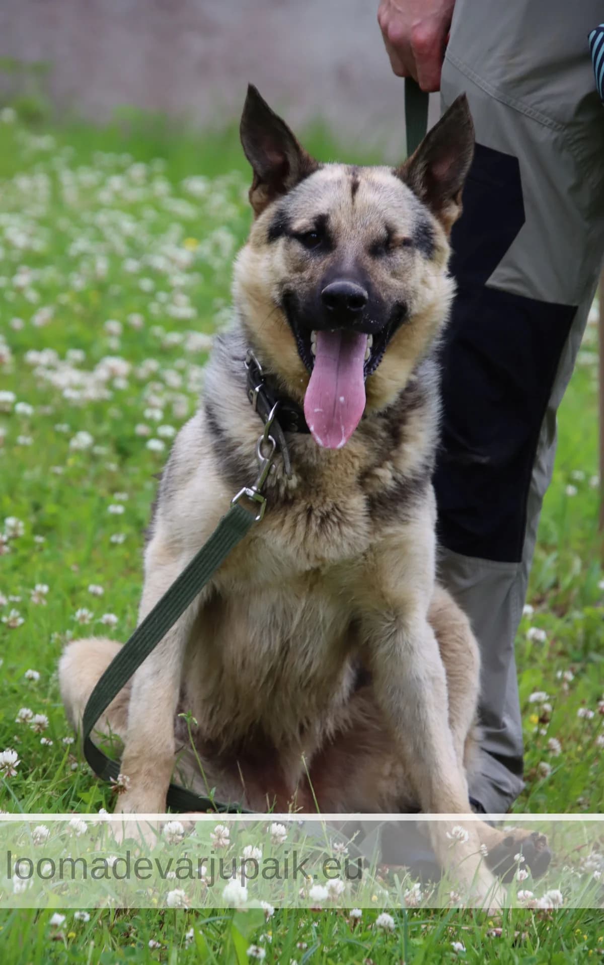 TUKI, male mixed breed for adoption at Tartu Koduta Loomade Varjupaik, Tartu Varjupaik photo 5