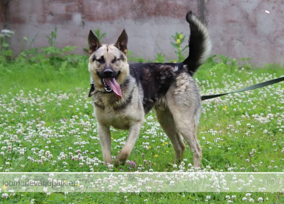 TUKI, male mixed breed for adoption at Tartu Koduta Loomade Varjupaik, Tartu Varjupaik photo 6