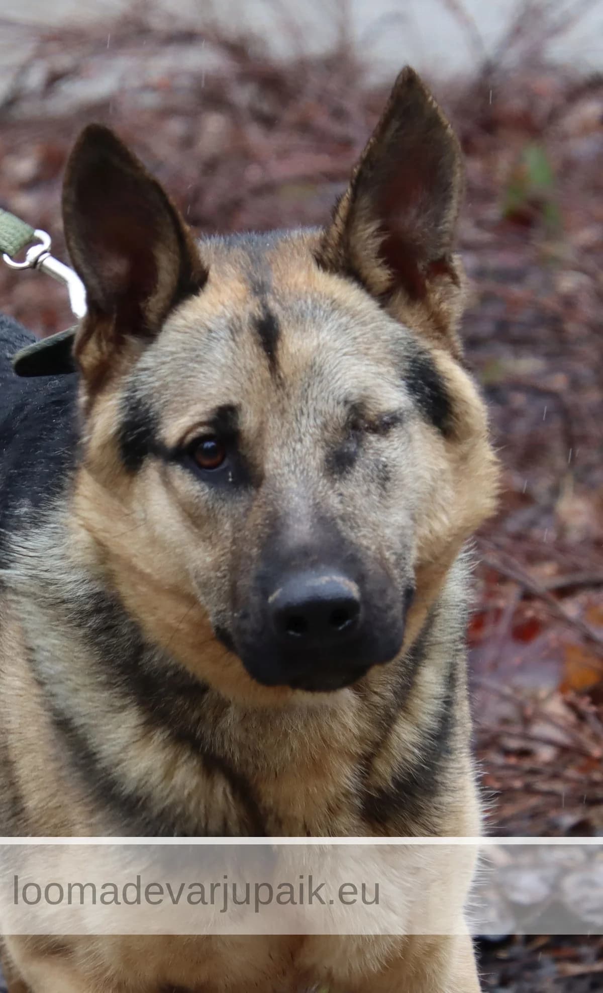 TUKI, male mixed breed for adoption at Tartu Koduta Loomade Varjupaik, Tartu Varjupaik photo 7