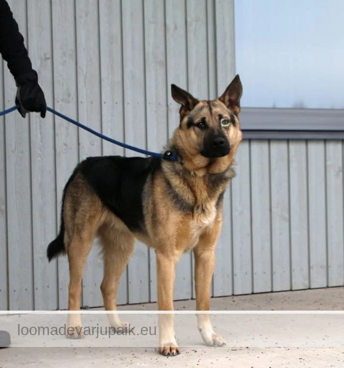 TUKI, male mixed breed for adoption at Tartu Koduta Loomade Varjupaik, Tartu Varjupaik photo 8